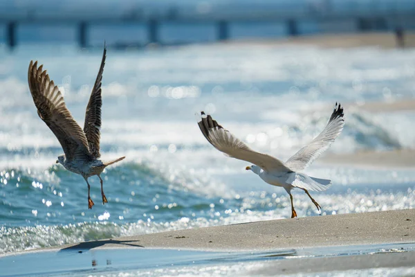 Seagulls Flying Sky — Stock Photo, Image