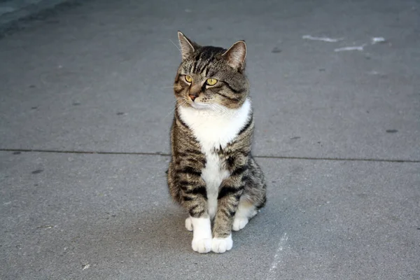 고양이 거리에 — 스톡 사진