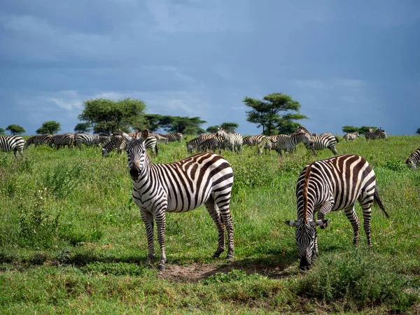 Cebras Sabana Kenya —  Fotos de Stock