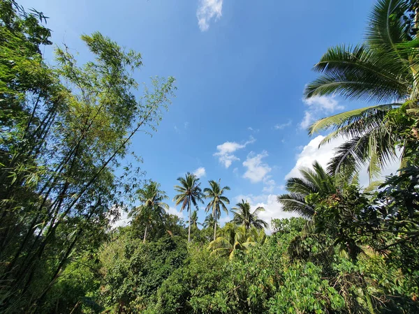 Bella Spiaggia Tropicale Con Palme Cielo Blu — Foto Stock