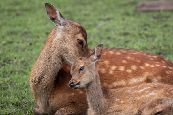 Een Jonge Kangoeroe Het Bos — Stockfoto