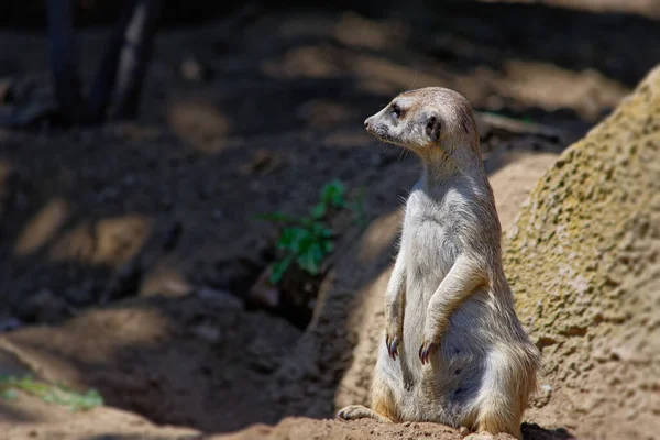 Meerkat Suricata Suricatta Suricado Animal Vida Selvagem Fauna — Fotografia de Stock