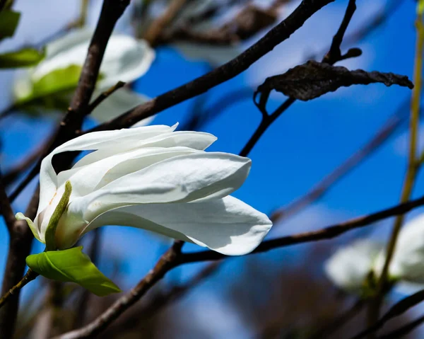 Magnolia Kwiaty Ogrodzie — Zdjęcie stockowe