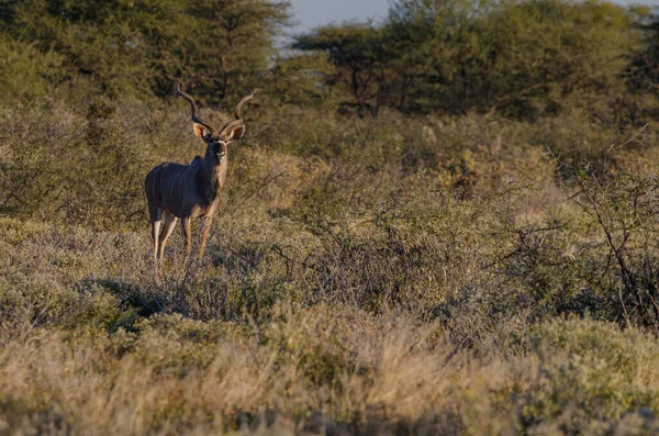 Antílope Savana Kenya — Fotografia de Stock