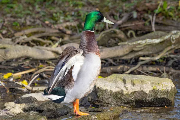 Canard Dans Eau — Photo