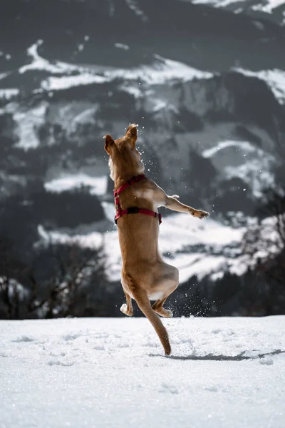 Собака Бежит Снегу — стоковое фото