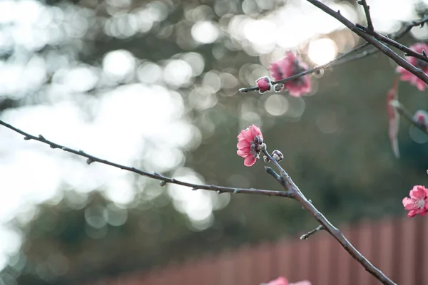 Όμορφα Άνθη Κερασιάς Άνθη Δέντρου Sakura Στον Κήπο — Φωτογραφία Αρχείου