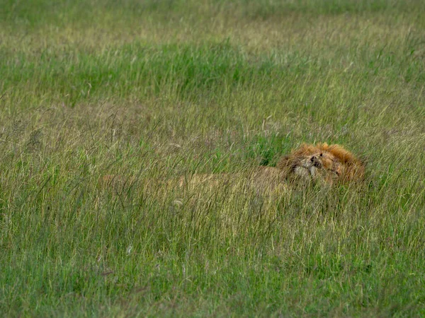 Leeuw Het Gras — Stockfoto