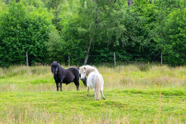 Caballos Prado Campo —  Fotos de Stock