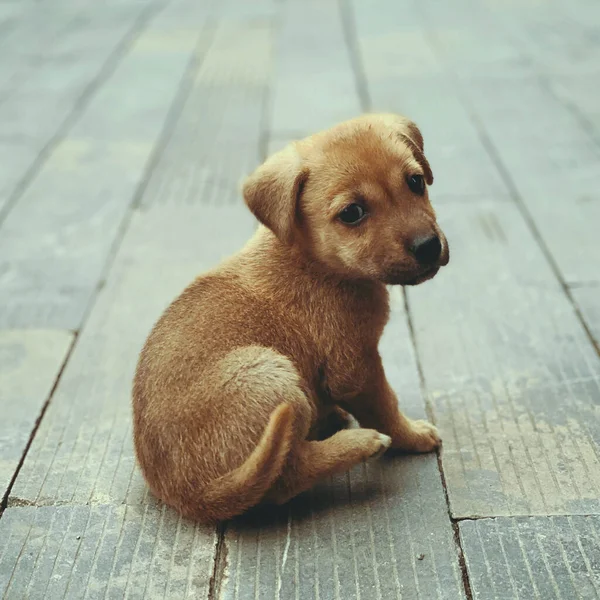 Cute Dog Wooden Background — Stock Photo, Image