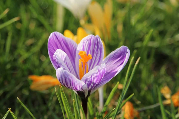 정원에 아름다운 자주색 크로커스 — 스톡 사진