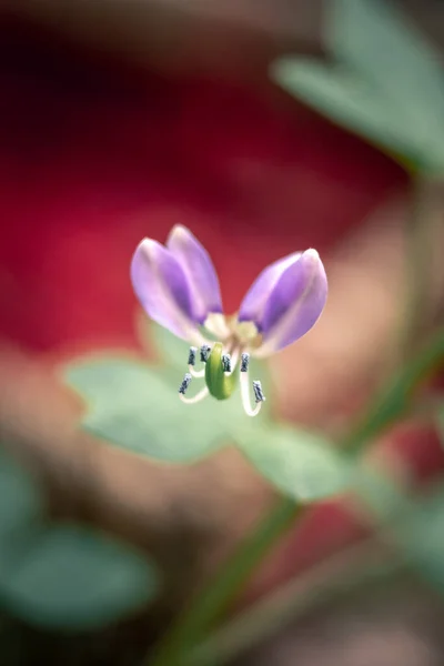 Schöne Blume Garten Auf Naturhintergrund — Stockfoto
