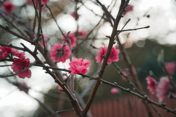 Mooie Kersenbloesem Sakura Boom Bloemen Tuin — Stockfoto