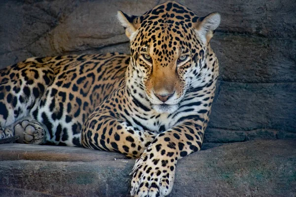 Leopard Zoo — Stock fotografie