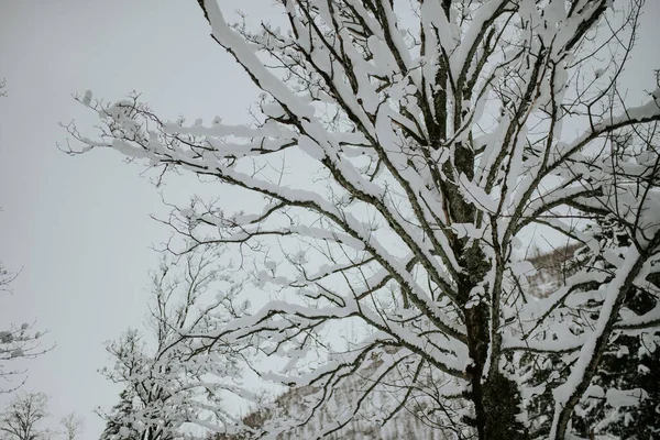 Vinterlandskap Med Snötäckta Träd — Stockfoto