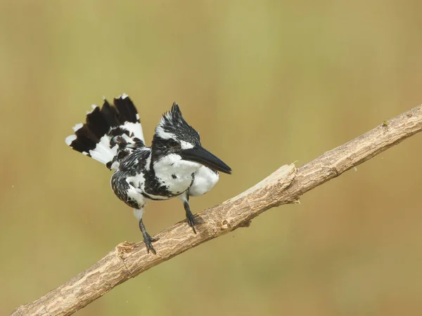 Piękny Dziki Ptak Środowisku Naturalnym — Zdjęcie stockowe