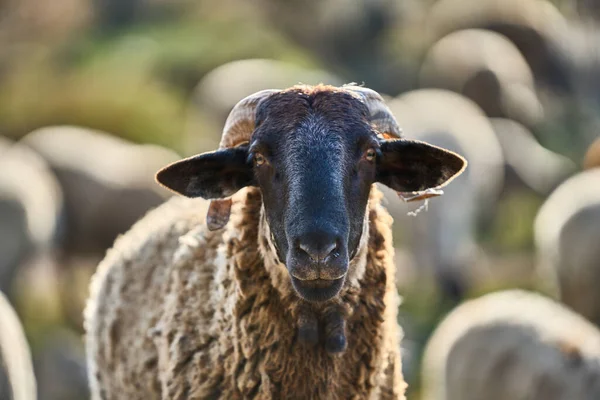 Nahaufnahme Eines Schafes Auf Einem Bauernhof — Stockfoto