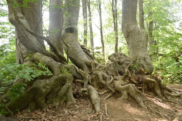 Ormanda Açık Kökleri Olan Güzel Ağaçlar — Stok fotoğraf