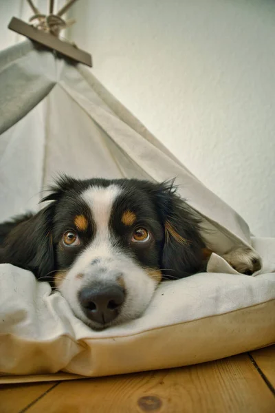 Dog Lying Bed — Stock Photo, Image