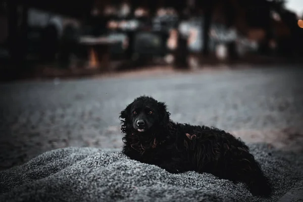 床に寝そべっている黒と白の犬 — ストック写真