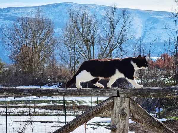 Chat Mignon Dans Paysage Neige — Photo