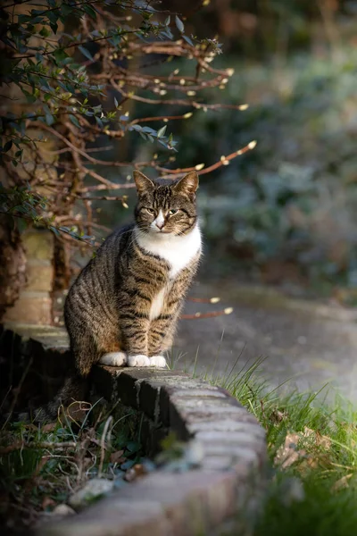 Chat Dans Forêt Sur Fond Nature — Photo