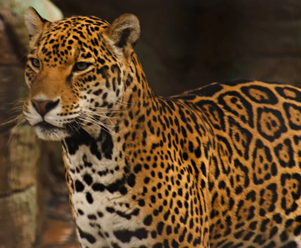 Léopard Dans Zoo — Photo