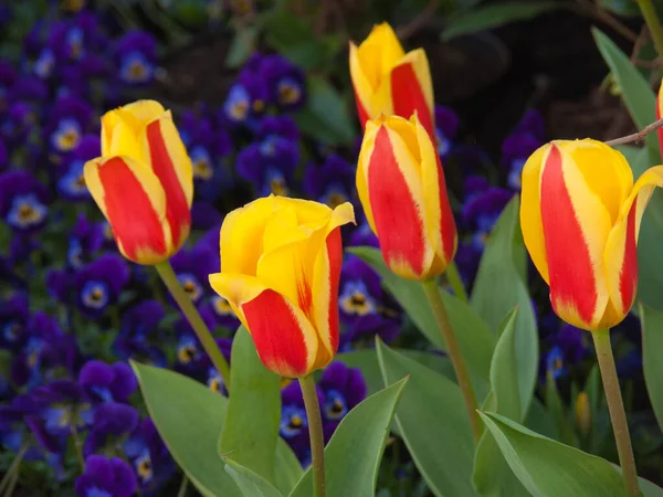 Schöne Bunte Tulpen Garten — Stockfoto