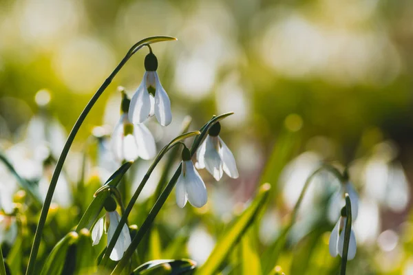 Primavera Florescendo Crocus Branco Com Folhas Verdes Fundo Prado Com — Fotografia de Stock