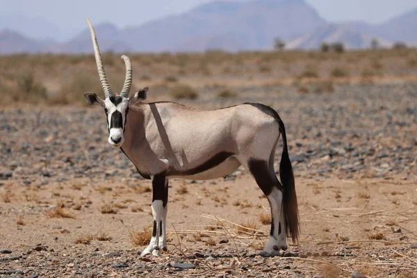 Antilope Africana Nella Savana Della Namibia — Foto Stock