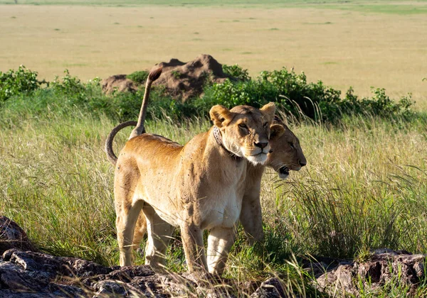 Kenya Savanındaki Aslan — Stok fotoğraf