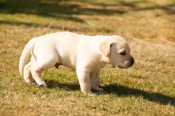 Netter Hund Spielt Auf Dem Rasen — Stockfoto