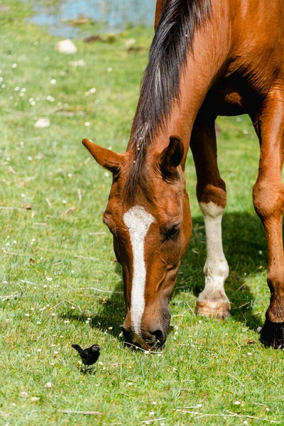 Cheval Dans Pâturage — Photo