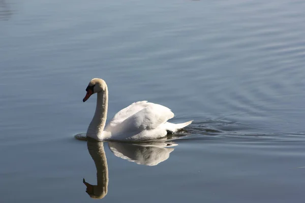 Labuť Bílá Jezeře — Stock fotografie