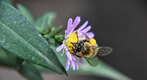 Malá Včela Sbírající Pyl — Stock fotografie