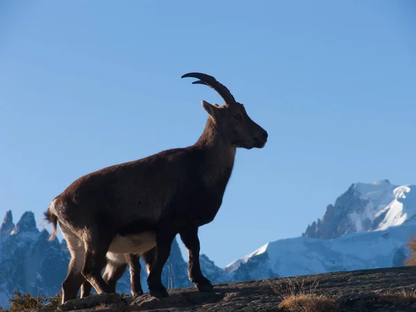 Beautiful View Mountain Goat — Stock Photo, Image