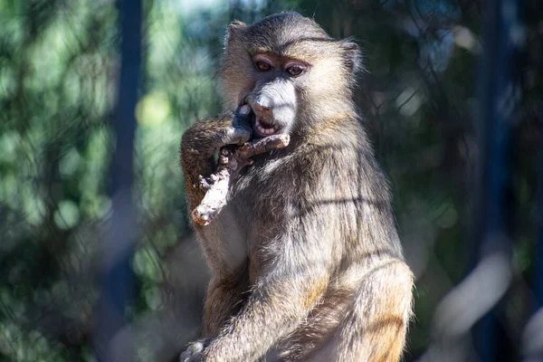 Zbliżenie Ujęcie Ślicznego Szympansa Siedzącego Skale — Zdjęcie stockowe