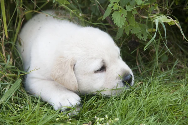 Cute White Dog Lying Grass — Stock Photo, Image