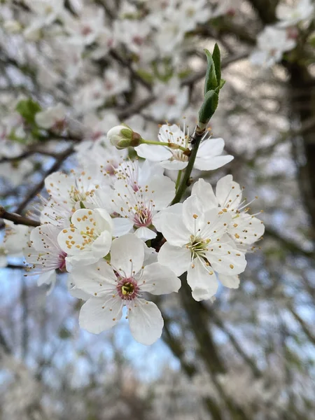 Flores Brancas Flores Cereja Primavera — Fotografia de Stock