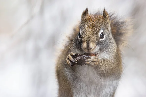 Squirrel Eating Nut Forest — Stock Photo, Image