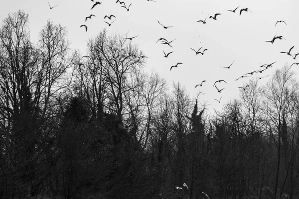 Vogelschwarm Himmel — Stockfoto