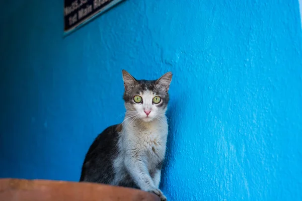 Kat Straat — Stockfoto