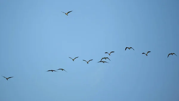 空を飛ぶカモメの群れ — ストック写真