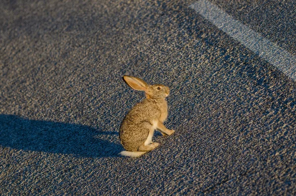 Kaninchen Auf Dem Boden — Stockfoto