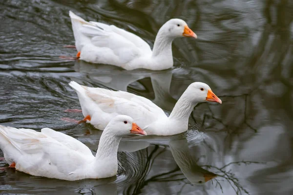 Pato Blanco Lago —  Fotos de Stock