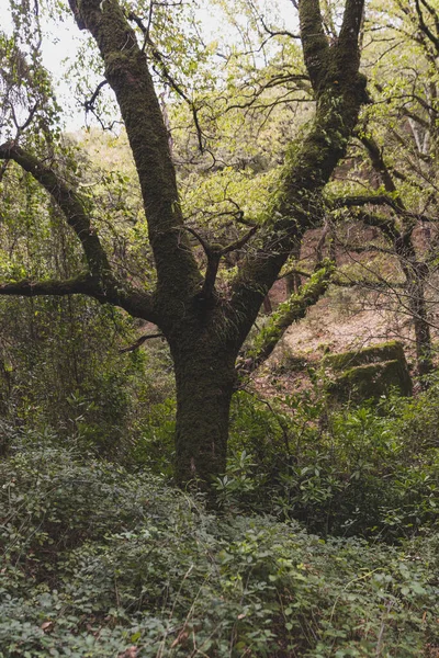 Красивий Вид Ліс Фоні Природи — стокове фото