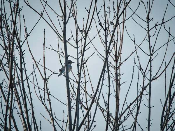 Branches Arbres Flore Nature — Photo