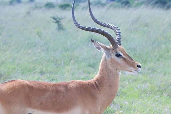 Detailní Záběr Krásné Africké Antilopy Národním Parku Kruger Botswana — Stock fotografie