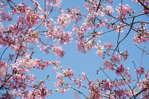 Pink Sakura Flowers Garden — Stock Photo, Image