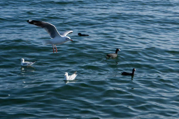 Magnifique Oiseau Sauvage Dans Habitat Naturel — Photo